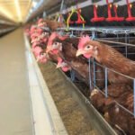 SMALL CHICKEN WATERING BASKET, SINGLE LEG - Image 2